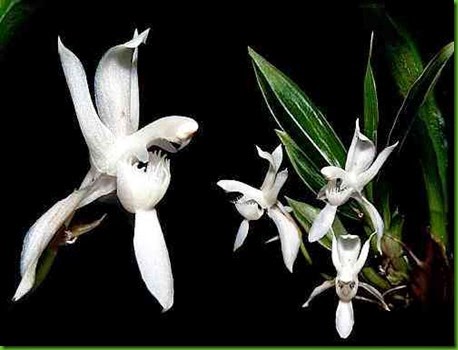 OR Chaubardia klugii OR Chaubardia klugii