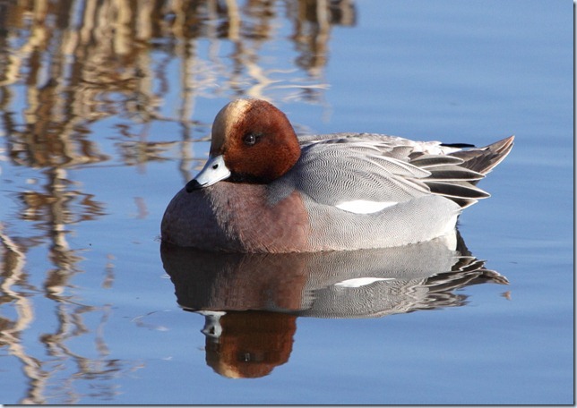 wigeon