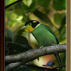 Long-Tailed-Broadbill01.jpg
