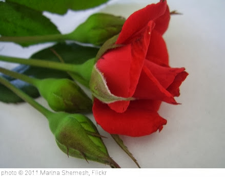 'Red rose' photo (c) 2011, Marina Shemesh - license: http://creativecommons.org/licenses/by-sa/2.0/