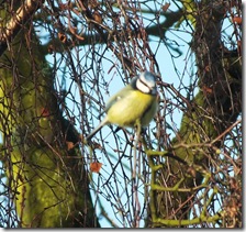 blue tit
