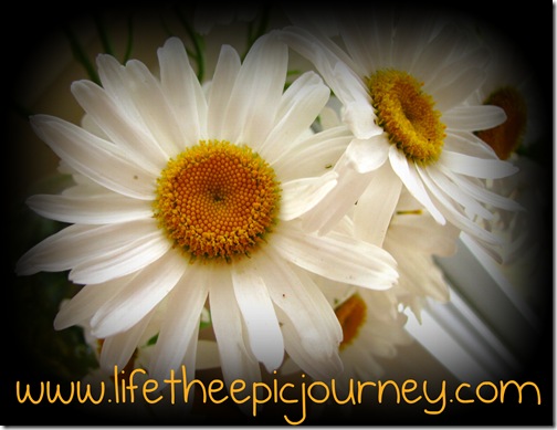 lifetheepicjourney
