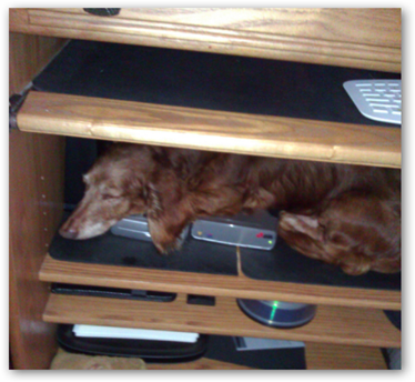 wienerdog_harddrives wienerdog_harddrives