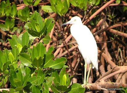 Little Egret