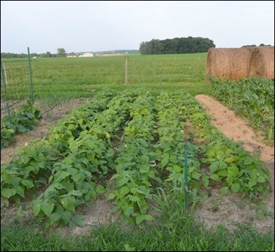 green beans July 8