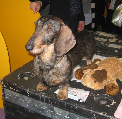Wire Haired Dachshund and his reindeer friend.