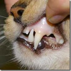 Tgvet Nefropatia Cronica Felina Ckd Terapia