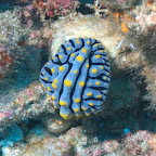 Nacktschnecke bei den Similan Inseln