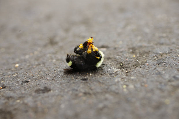 WILSONVILLE, OREGON, June 18, 2013: A bumblebee dies after falling off a Landen tree at Town Loop Shopping Center parking lot. An estimated 25,000 bumblebees were found dead beginning Saturday, the largest known incident in the United States. The neonicotinoid pesticide, Safari, is suspected. Photo: Motoya Nakamura / The Oregonian