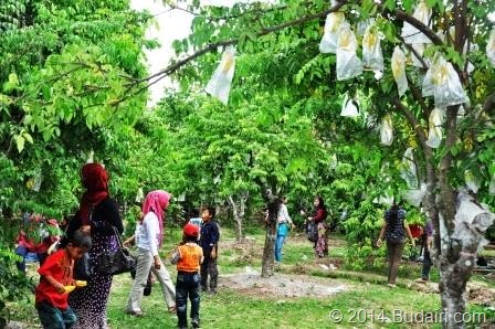 [Agrowisata-belimbing-ngringinrejo-bojonegoro%255B14%255D.jpg]