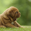 puppies_agosto2.jpg