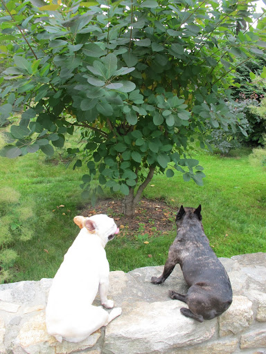 Francesca!  I noticed some strange movement coming from that smoke tree.  What do you think is going on?