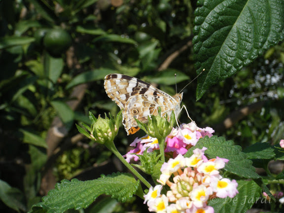 2012_09250013_vanesa cardui.jpg