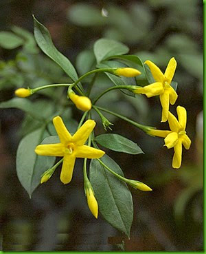 Jasminum odoratissum Jasminum odoratissum