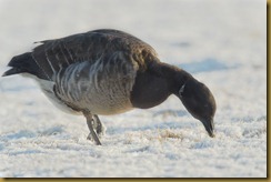 - Brant feeding in snow ROT_5685 February 09, 2012 NIKON D3S