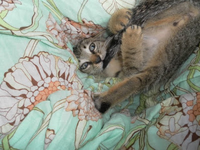 This kitten is a liar