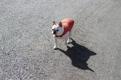 Ready or not, here I come!  Now, where did she go?  I've got to find her because I cannot succumb to ollie, ollie, oxen free.