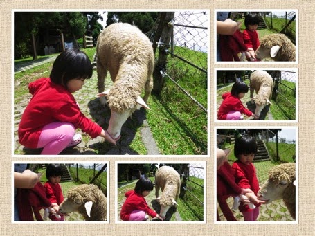yining-feeding-sheep.jpg Yining feeding sheep
