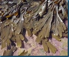 seaweed  brown