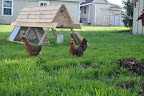  Chicken Gallery
