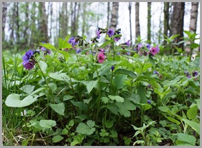 Flores de pulmonaria Flores de pulmonaria