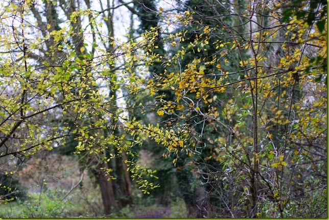 muddy walk in autumn