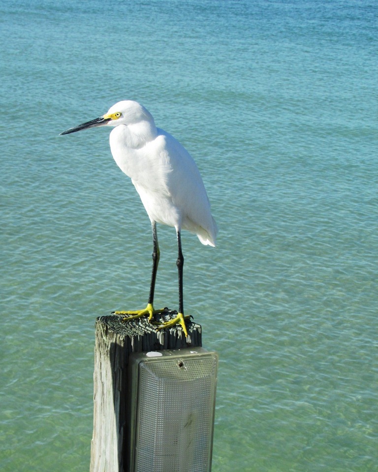 [snowy%2520egret%2520with%2520golden%2520slippers%2520on%2520ami%2520pier%255B7%255D.jpg]