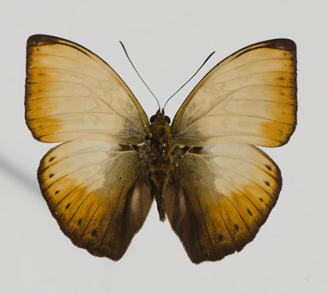 Cymothoe hyarbita hyarbita (HEWITSON, [1866]), mâle. Ebogo, avril 2013. Coll. et photo : C. Basset