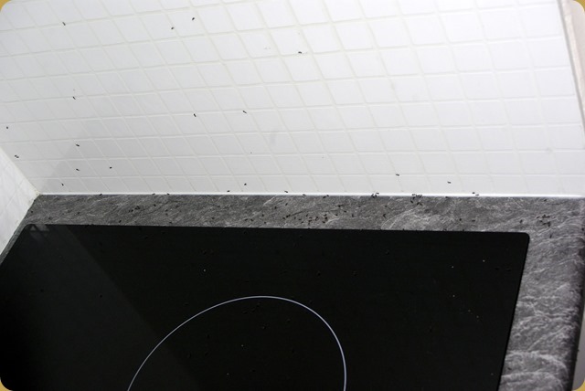 Bastard, useless little ants!!!!! Bastard, useless little ants!!!!!