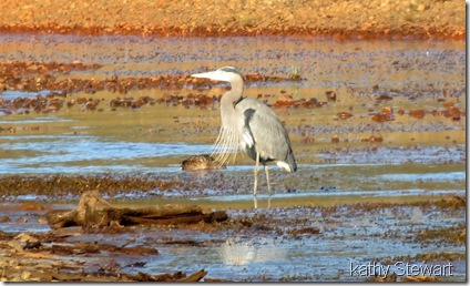 Heron