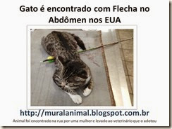 Gato flecha abdomen Gato flecha abdomen