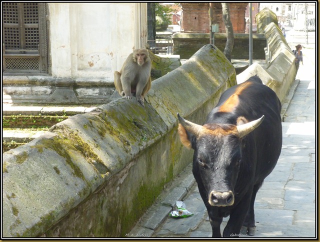 Nepal 1684 Nepal 1684