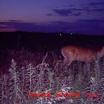 nichols deer 404.JPG