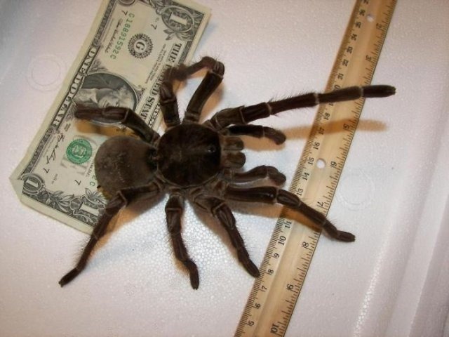 [giant-largest-spider-14%255B2%255D.jpg]