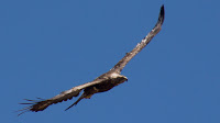 DSC02836.jpg