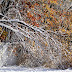 2011-12 First Winter Storm 1011.jpg