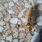 Gypsy moth caterpillar