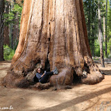 Pegando uma energia da sequóia - Mariposa Grove - Yosemite National Park, California, EUA