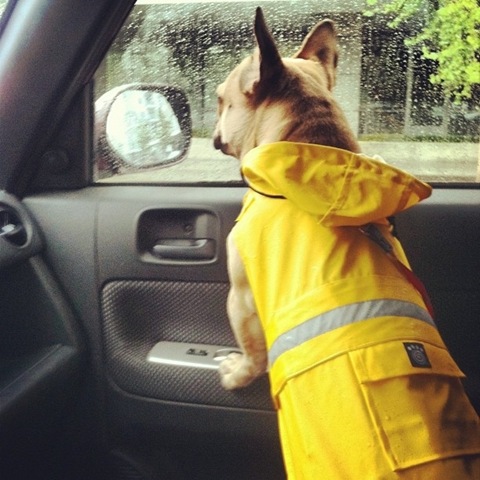 [hurricane-sandy-dogs-8%255B2%255D.jpg]