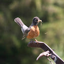Robin Red-breast