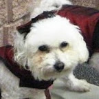 ...and, she believes, they are truly thankful for being rescued. ...and, she believes, they are truly thankful for being rescued.