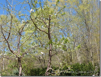 dancing cherry trees