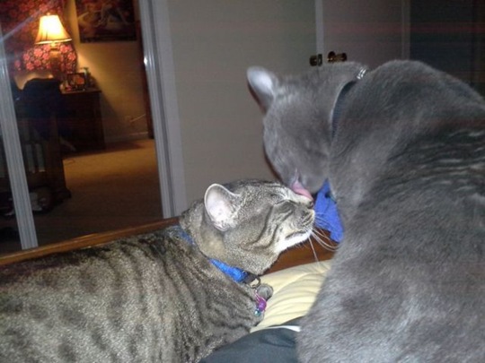 [funny-animals-cute-10%255B2%255D.jpg]