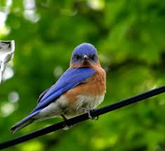 Eastern Bluebird