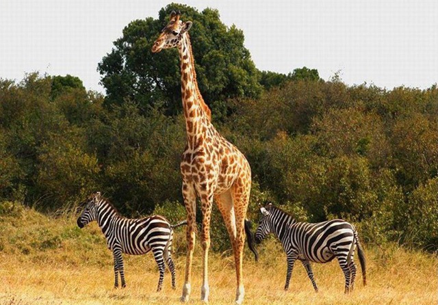 [girafa%2520e%2520zebras%255B6%255D.jpg]