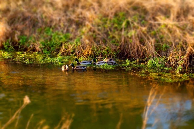 tilt/shift ducks