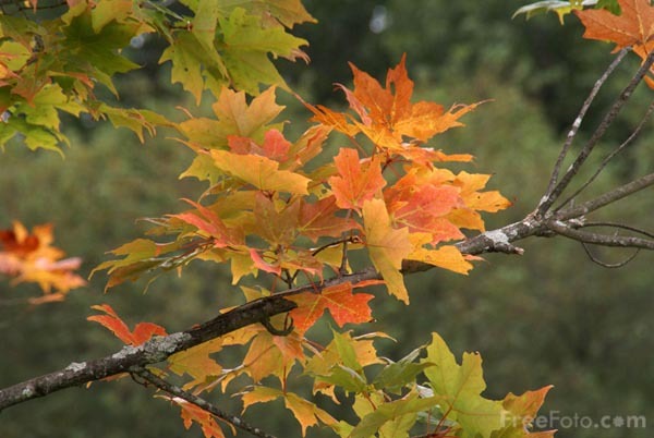 [15_86_6---Autumn-Leaves_web%255B5%255D.jpg]