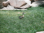 A duck at the flamingo habitat at the Flamingo.