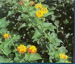 lantana