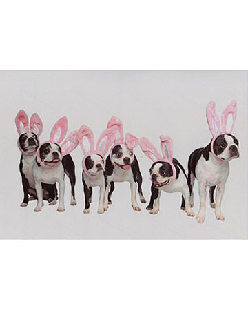 Bailey, Dixie, Bubbles, Bosley, Roxy, and Halen, Boston terriers from Tallahassee, Florida. Bailey, Dixie, Bubbles, Bosley, Roxy, and Halen, Boston terriers from Tallahassee, Florida.